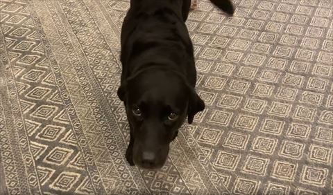 しっぽが見えてる