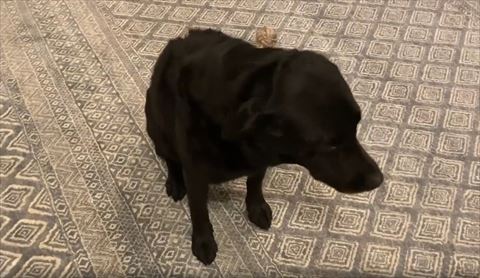 お座りして遠くを見る