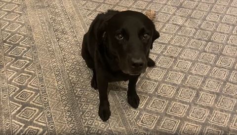 お座りして上目づかい