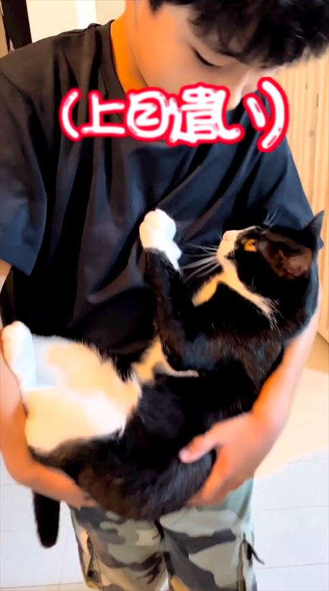 上目遣いの猫