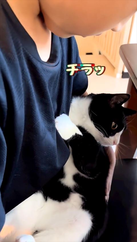 下を見る猫