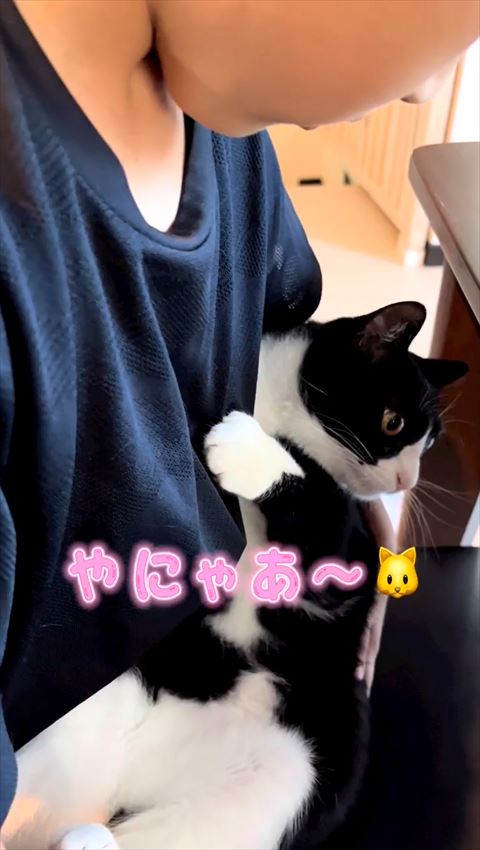 いやにゃって言ってる猫