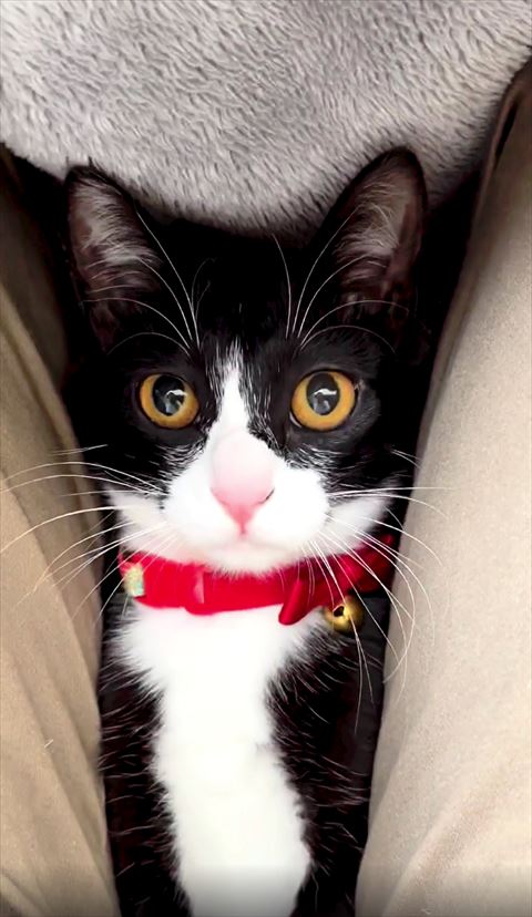 足の間に猫ちゃん