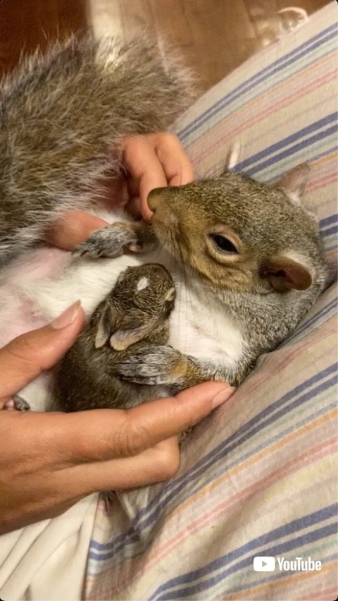 リスの上を動くウサギの赤ちゃん