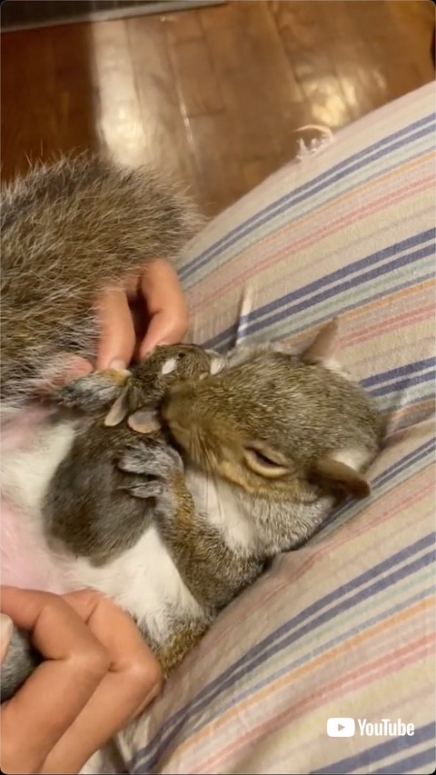 ウサギの赤ちゃんを抱きしめるリス