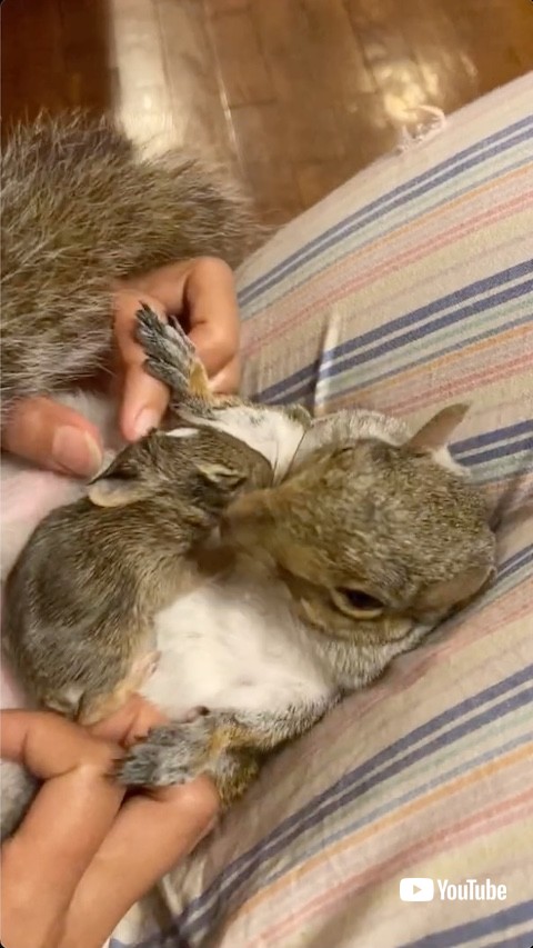 両前足を広げるリス