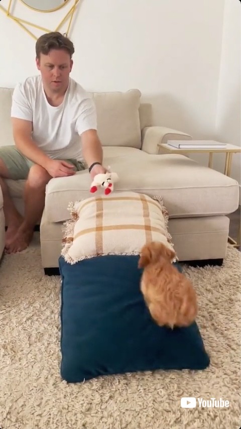 クッションの階段を上る犬