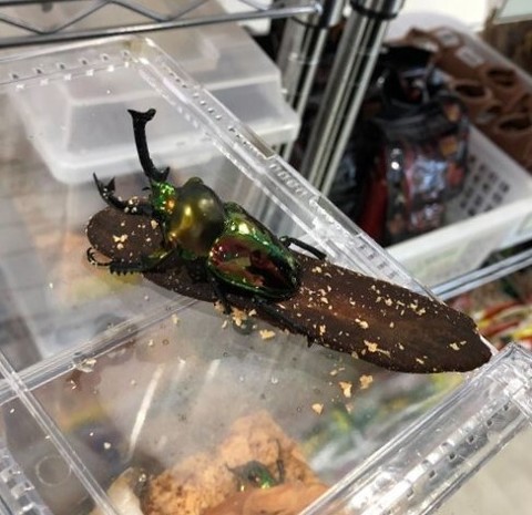 ニジイロクワガタ