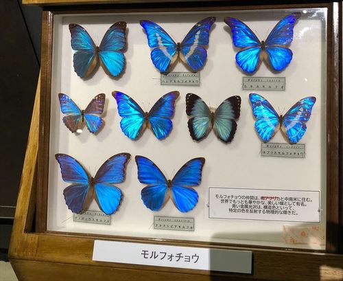 モルフォチョウ