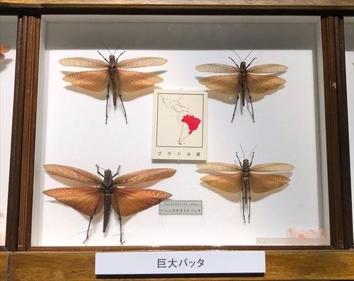 巨大バッタ