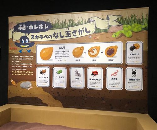 スカラベのなし玉