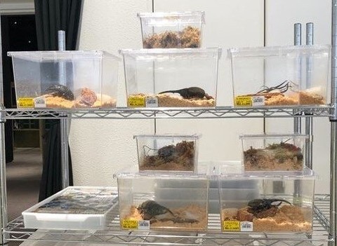 生体販売コーナー