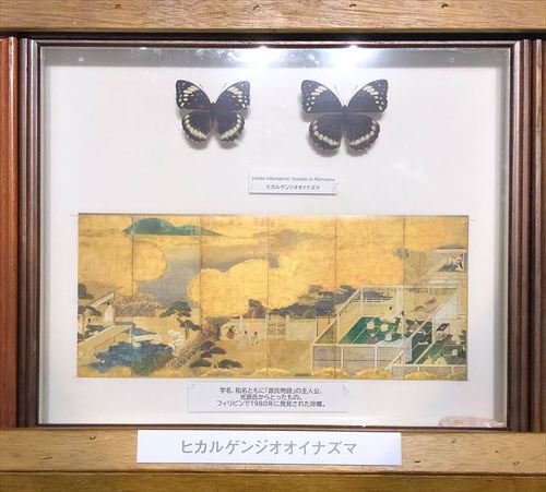 ヒカルゲンジオオイナズマ