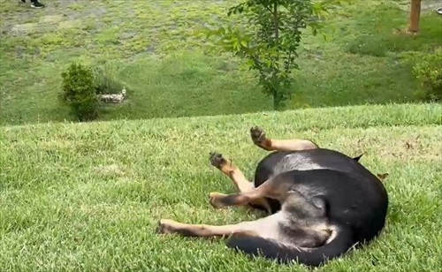 滑る犬