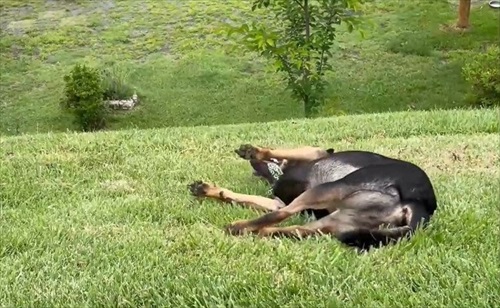 自分から斜面に身を任せる犬