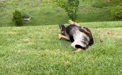 ヒャッハーの表情の犬