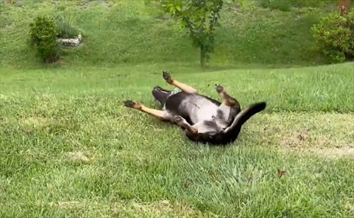 テンションが上がった犬