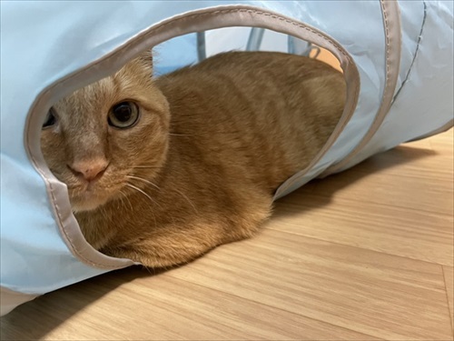 テンション爆上がりのワンちゃん