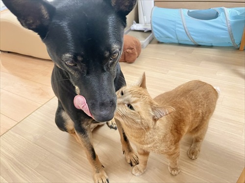 テンション爆上がりのワンちゃん