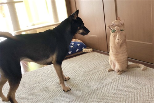 テンション爆上がりのワンちゃん