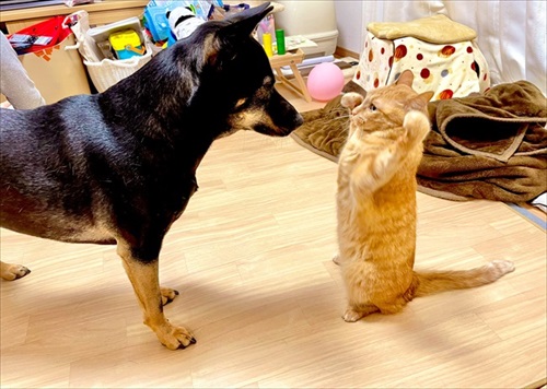 テンション爆上がりのワンちゃん
