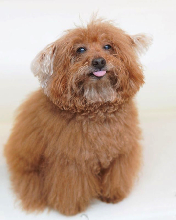 うれしそうな犬