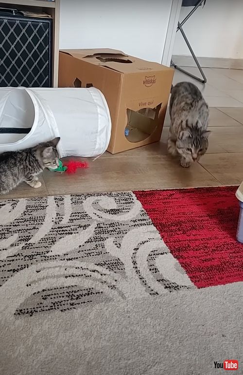 新入りの子猫に気付かない先住猫