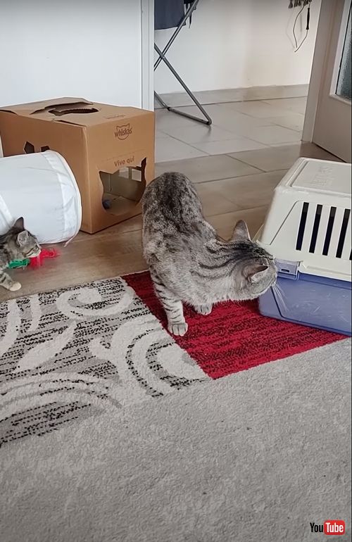 新入りの子猫に気付かない先住猫