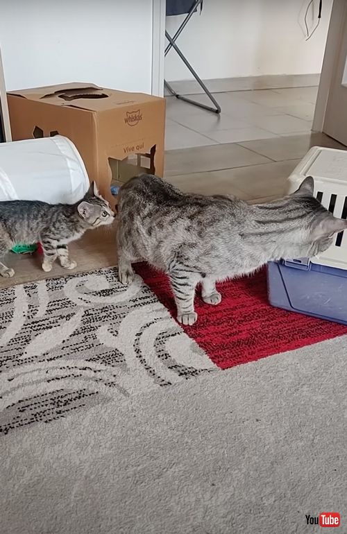 新入りの子猫に気付かない先住猫