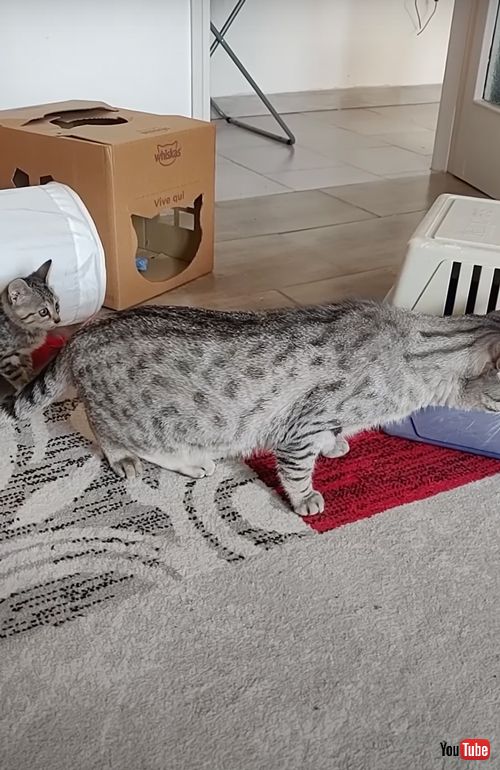 新入りの子猫に気付かない先住猫