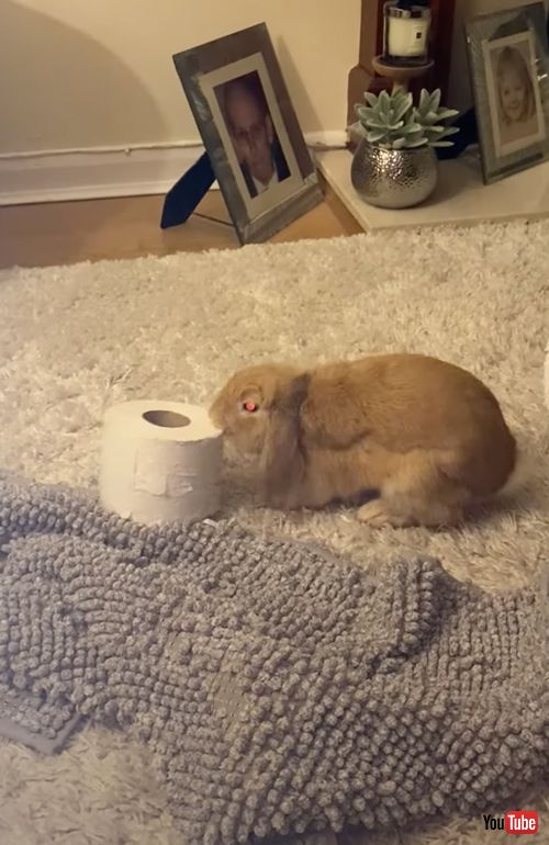 気に入らない様子のうさぎ