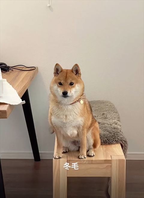 柴犬のビフォーアフター