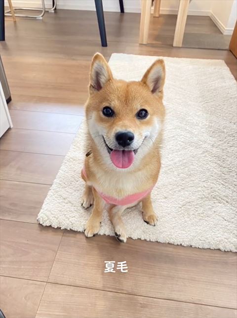 夏毛遠くから柴犬