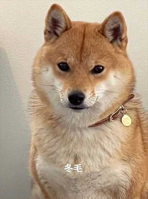 冬毛アップ柴犬