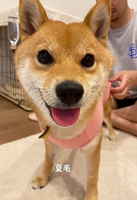 夏毛アップ柴犬
