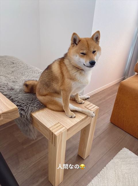 座って寝てる柴犬