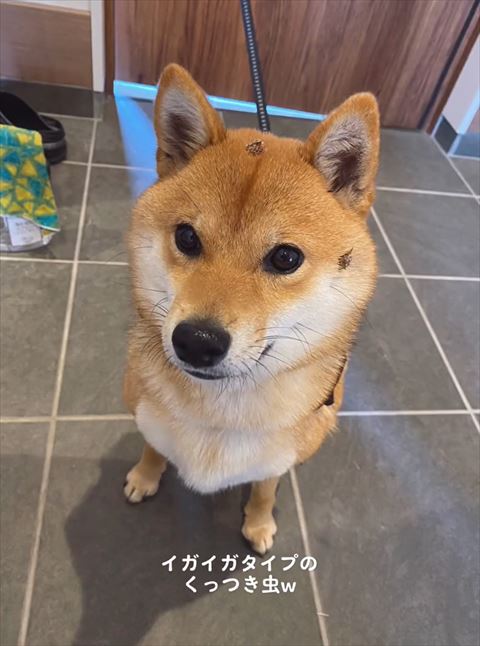 顔にくっつき虫柴犬