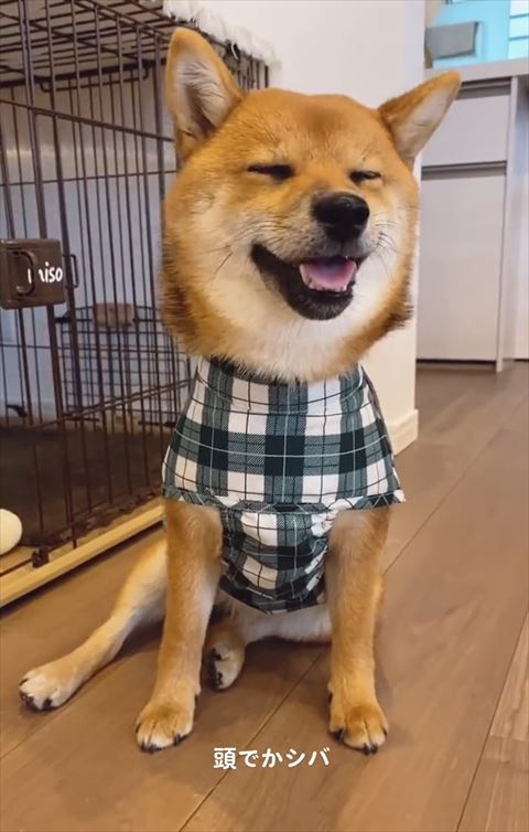 カッパ着て笑顔の柴犬