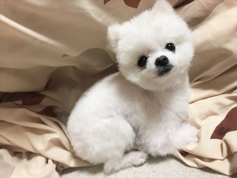 カット後のポメラニアン