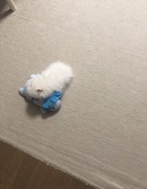ぬいぐるみの上で寝てるポメラニアン