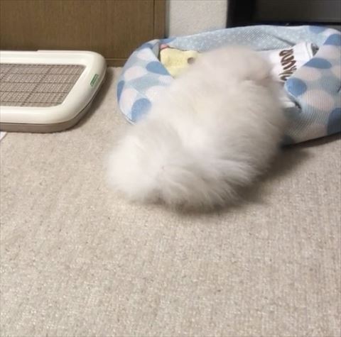 ベッドに上半身のせて寝てるポメラニアン