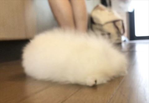 飼い主さんの足とポメラニアン
