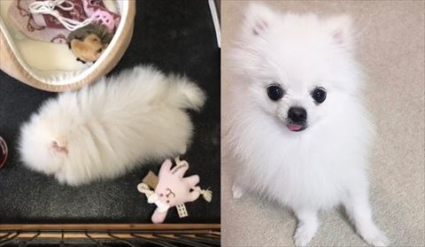 ポメラニアンのビフォアフ