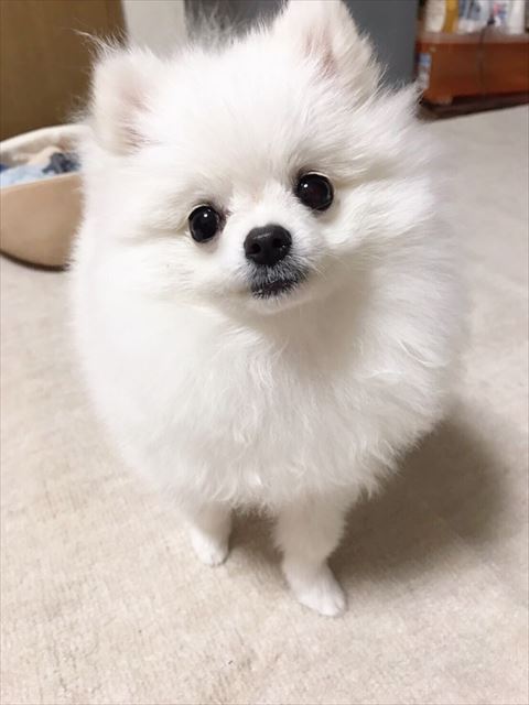 正面からのポメラニアン