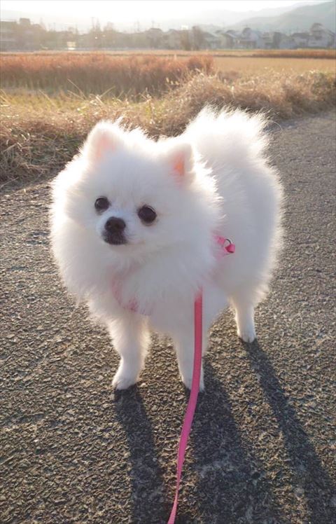 散歩中のポメラニアン