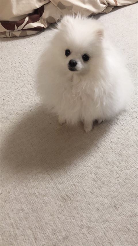 お座りして遠くを見てるポメラニアン