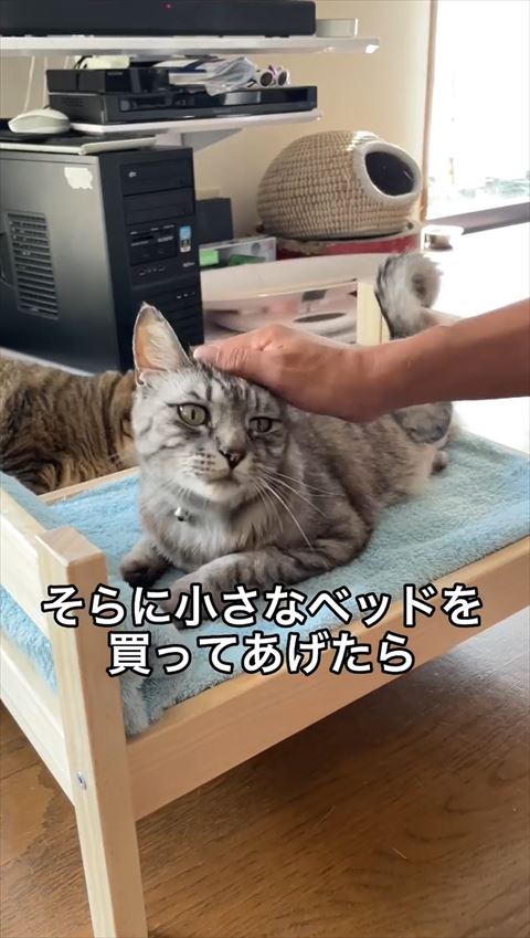 なでられてる猫