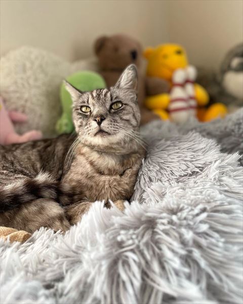 そらちゃんグレーのラグの上