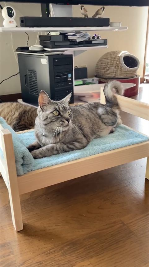 ベッドから上見てる