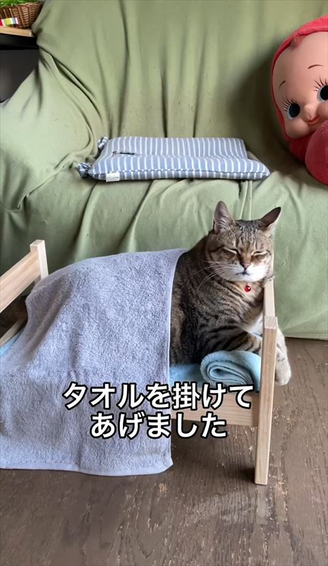 タオルかけられてる猫